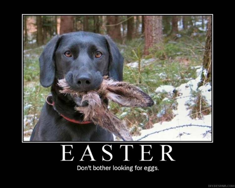 [Image: easter-bunny-funny-dog-easter.jpg]