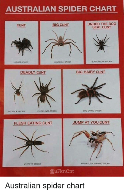 [Image: australian-spider-chart-under-the-bog-bi...381983.png]