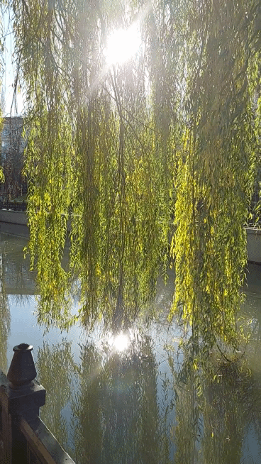 20211112-144544-1.gif