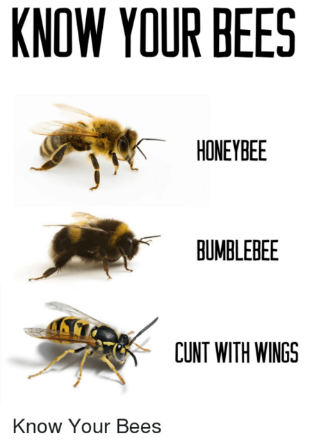 [Image: know-your-bees-honeybee-bumblebee-cunt-w...r-1985.png]