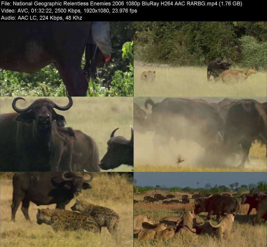 National-Geographic-Relentless-Enemies-2006-1080p-Blu-Ray-H264-AA.jpg