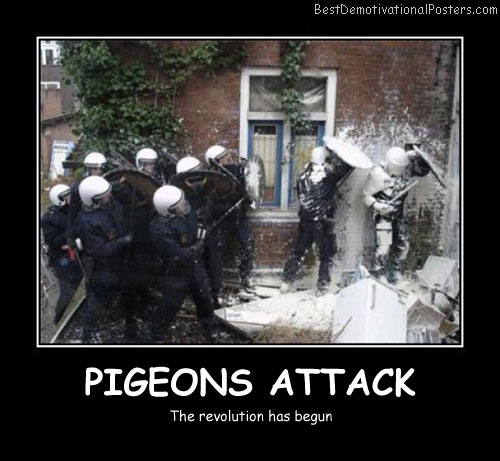 [Image: Pigeons-Attack-Best-Demotivational-Posters.jpg]