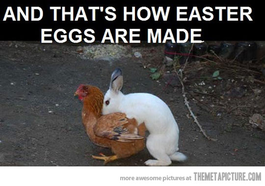 [Image: funny-bunny-rabbit-chicken-hump.jpg]