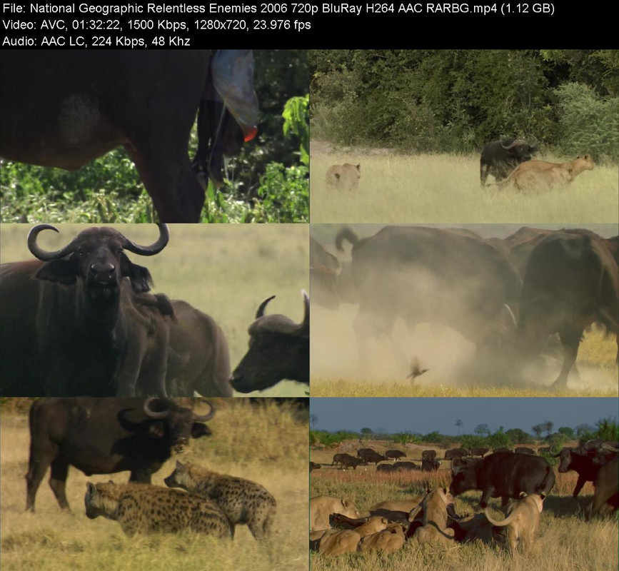 National Geographic Relentless Enemies 2006 720p BluRay H264 AAC RARBG National Geographic Relentless Enemies 2006 720p BluRay H264 AAC RARBG