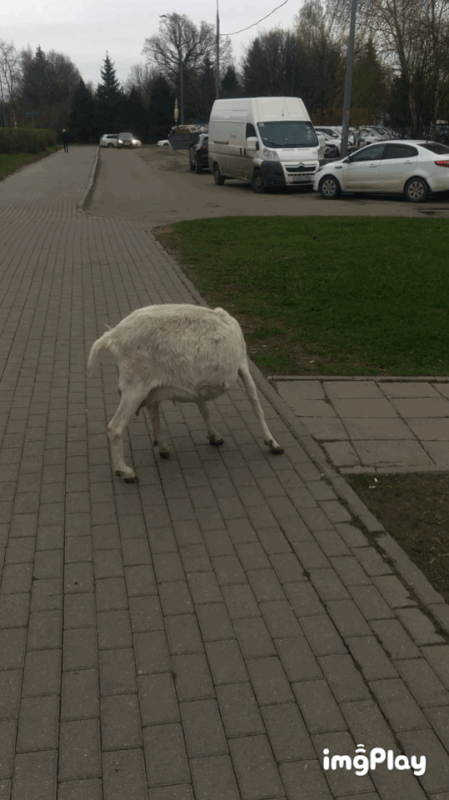 BFB097-EF-CC39-4-D77-AE40-017-F1680-C5-D0.gif