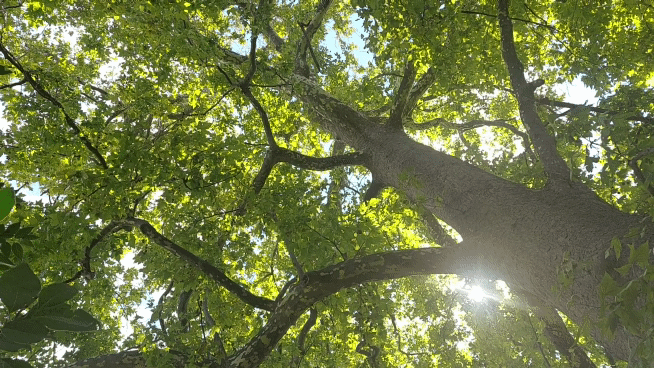 20210922-120808-1.gif