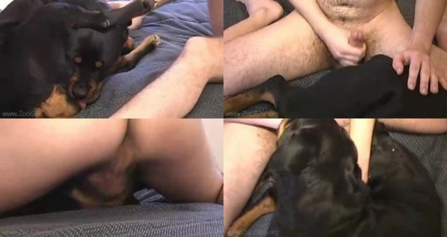0009 ZS Dog Guys And Bitches 3 Inside Rottweiler - Dog Guys And Bitches 3 - Inside Rottweiler / by PetSexTV.Net [avi/76.86 MB]