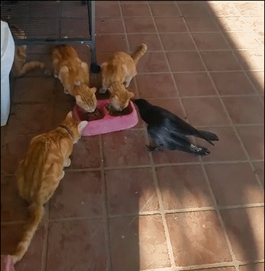 Funny-Cat-GIF-When-your-3-ginger-cats-adopt-a-poor-hungry-crow-Amazing-interspecies-friendship-o.gif