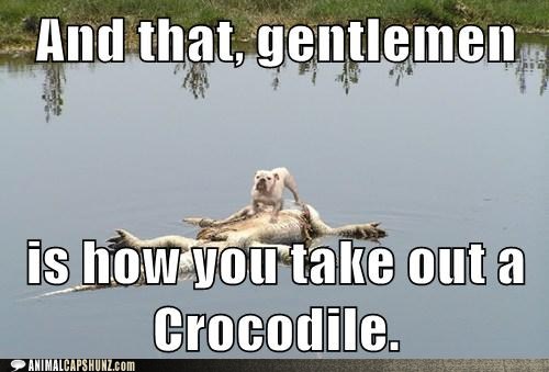 [Image: funny-animals-pictures-with-captions-13.jpg]