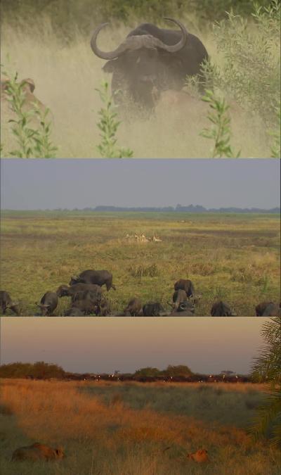 National Geographic Relentless Enemies 2006 720p BluRay H264 AAC RARBG National Geographic Relentless Enemies 2006 720p BluRay H264 AAC RARBG